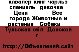  кавалер кинг чарльз спаниель -девочка › Цена ­ 45 000 - Все города Животные и растения » Собаки   . Тульская обл.,Донской г.